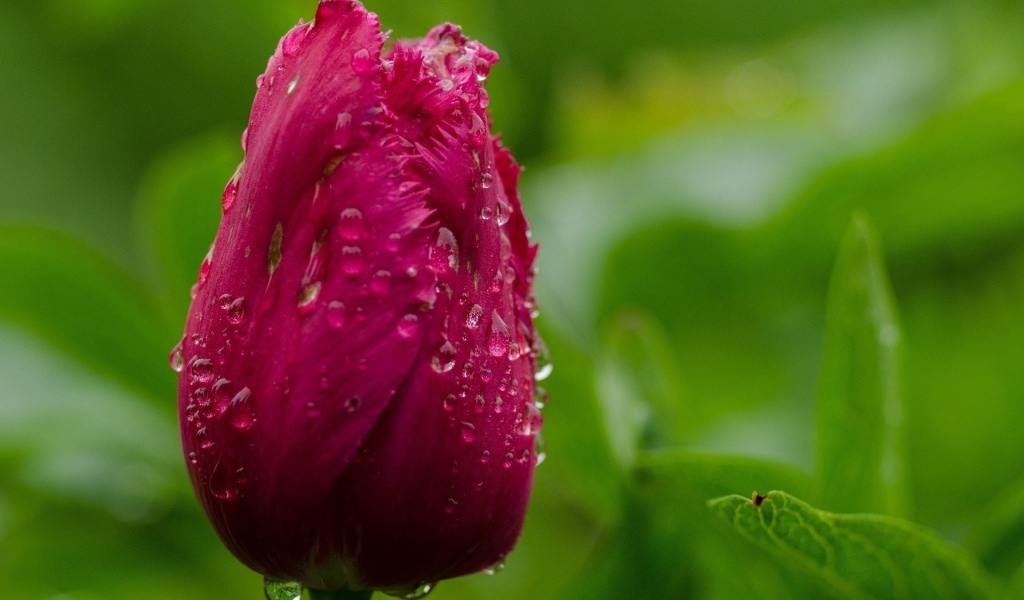 Капли воды на бутоне тюльпана