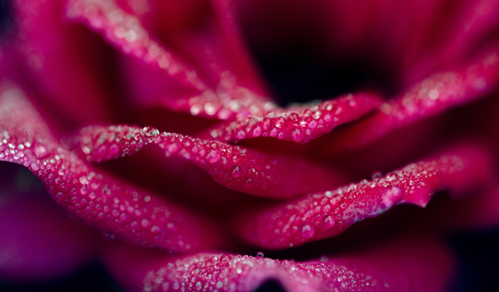 Капли на лепестках розовой розы