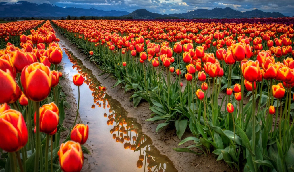 Поле тюльпанов после дождя