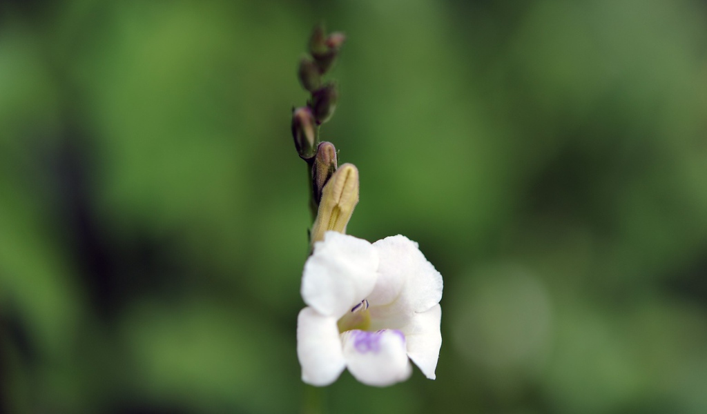 Цветок только что распустился