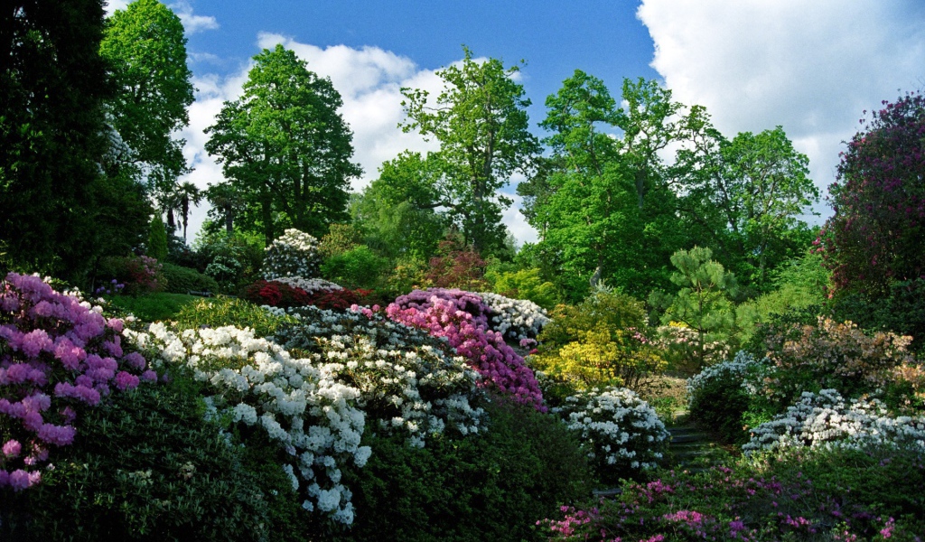 Цветущие кусты в весеннем саду