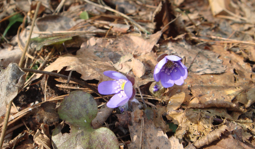 Цветки подснежники