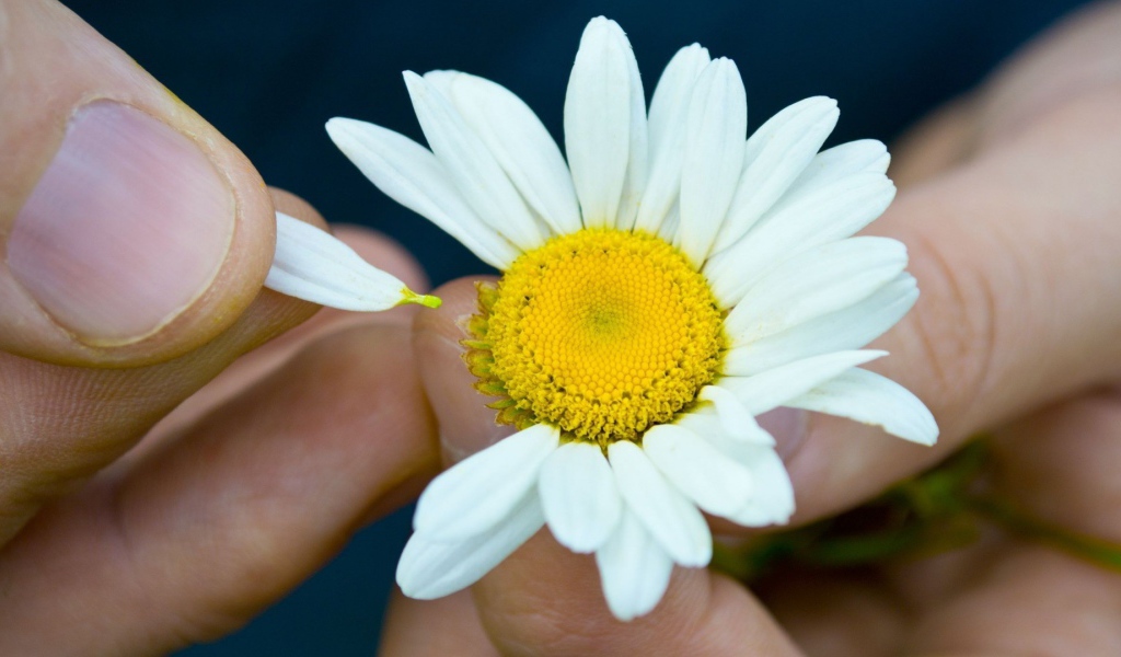 Гадание на цветке ромашки
