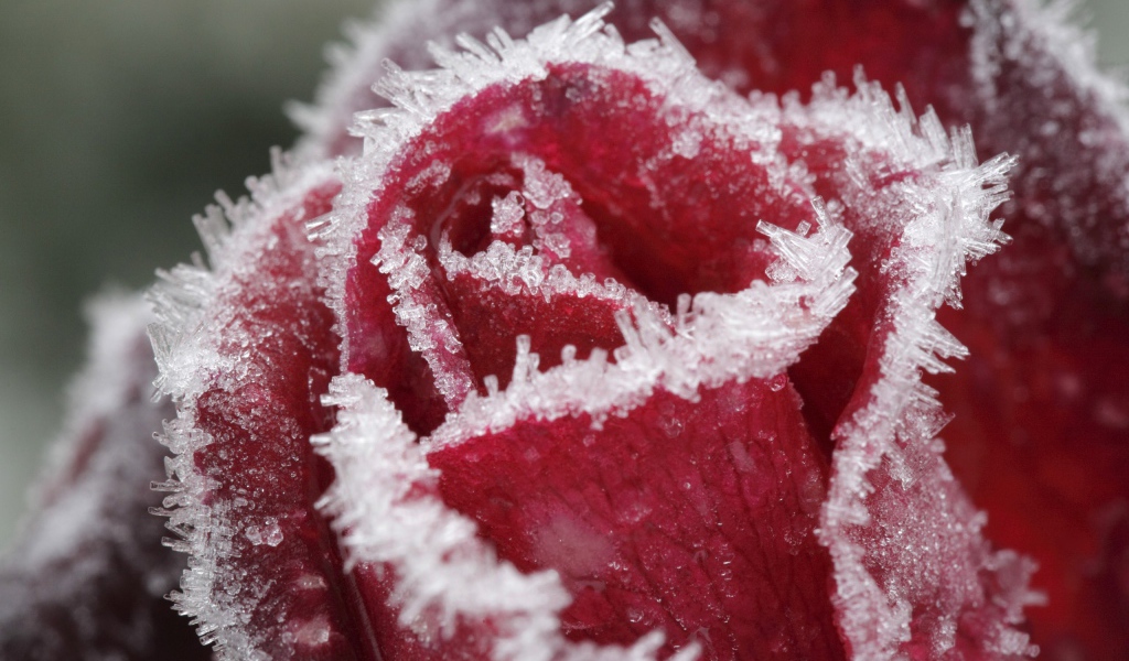 Иней на лепестках розы