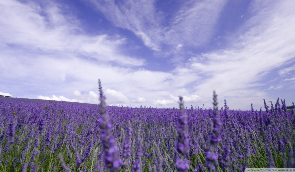 Цветы лаванды под облачным небом