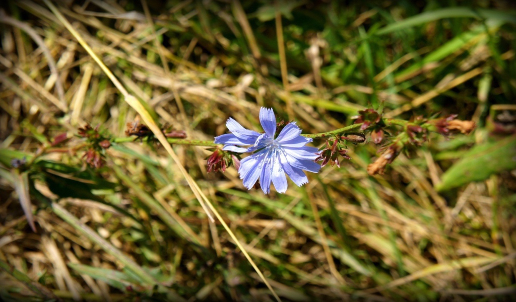 Одинокий голубой цветок цикория