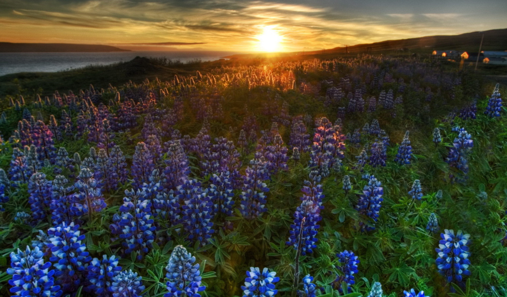 Люпин цветет на закате
