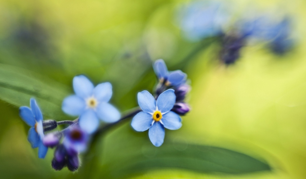 Незабудки на зеленом листе
