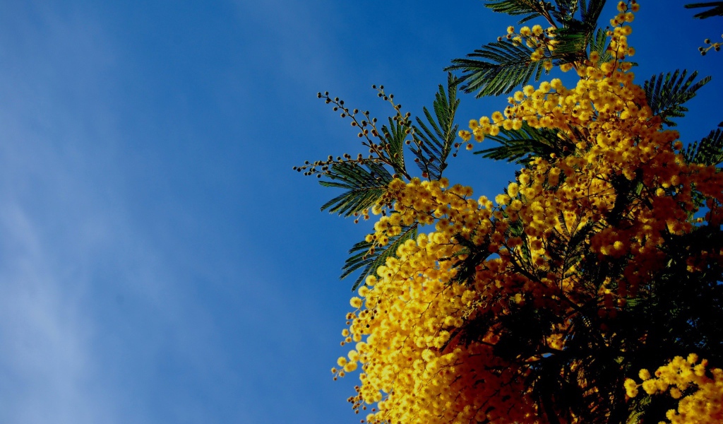 Цветы мимозы на фоне неба
