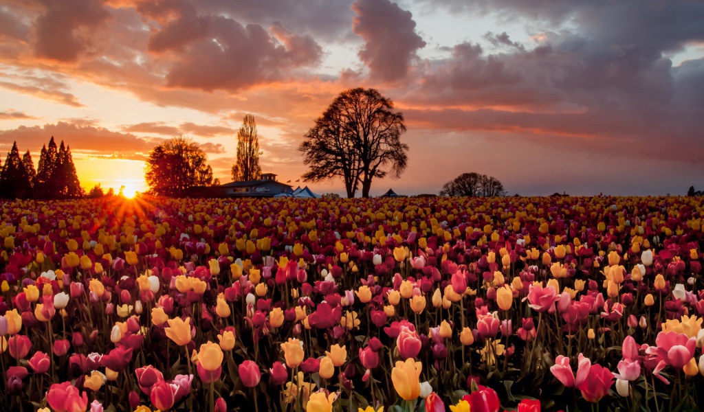 Смешанное поле с желтыми и розовыми тюльпанами
