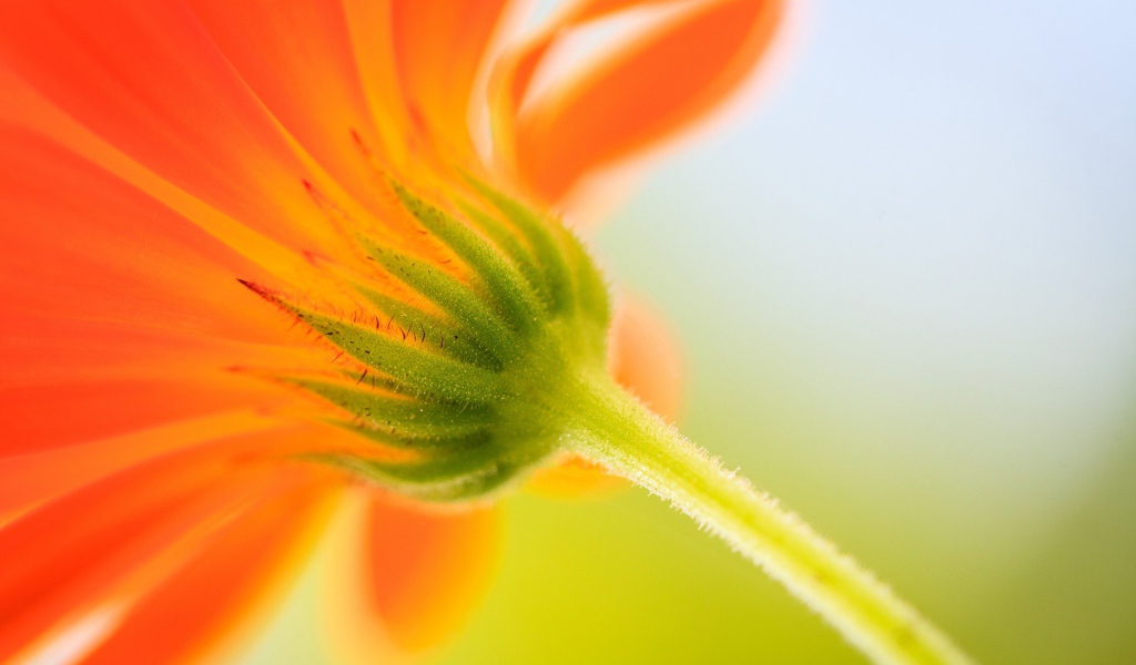 Бутон оранжевого цветка