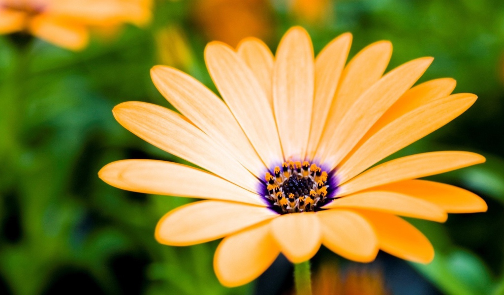 Оранжевый цветок распахнул бутон навстречу солнцу