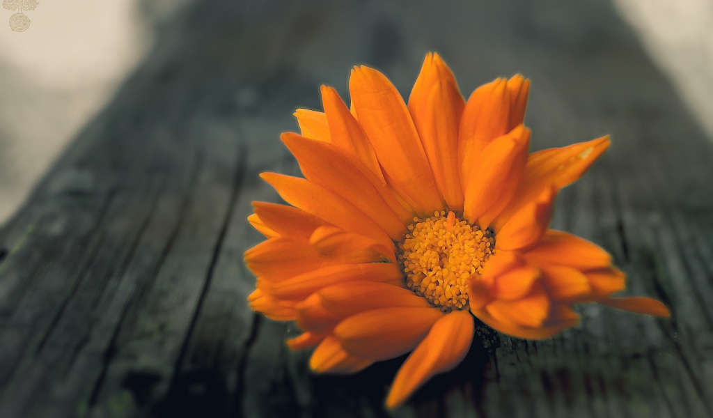 Оранжевый цветок на деревянной доске