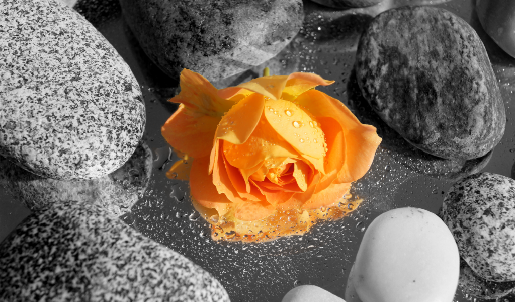 Оранжевая роза среди камней в воде