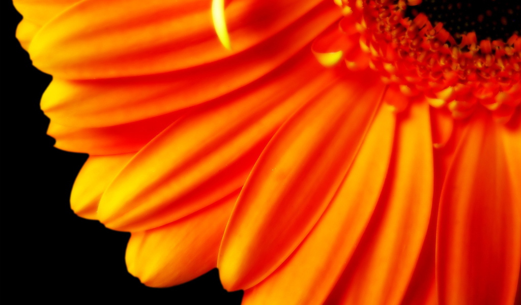 Лепестки оранжевого цветка