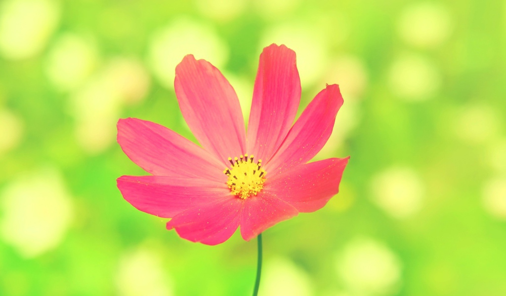 Розовая ромашка на зеленом фоне