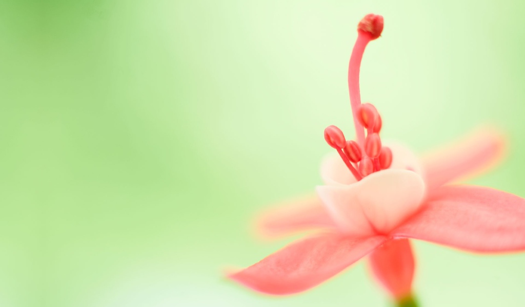 Тычинка розового цветка