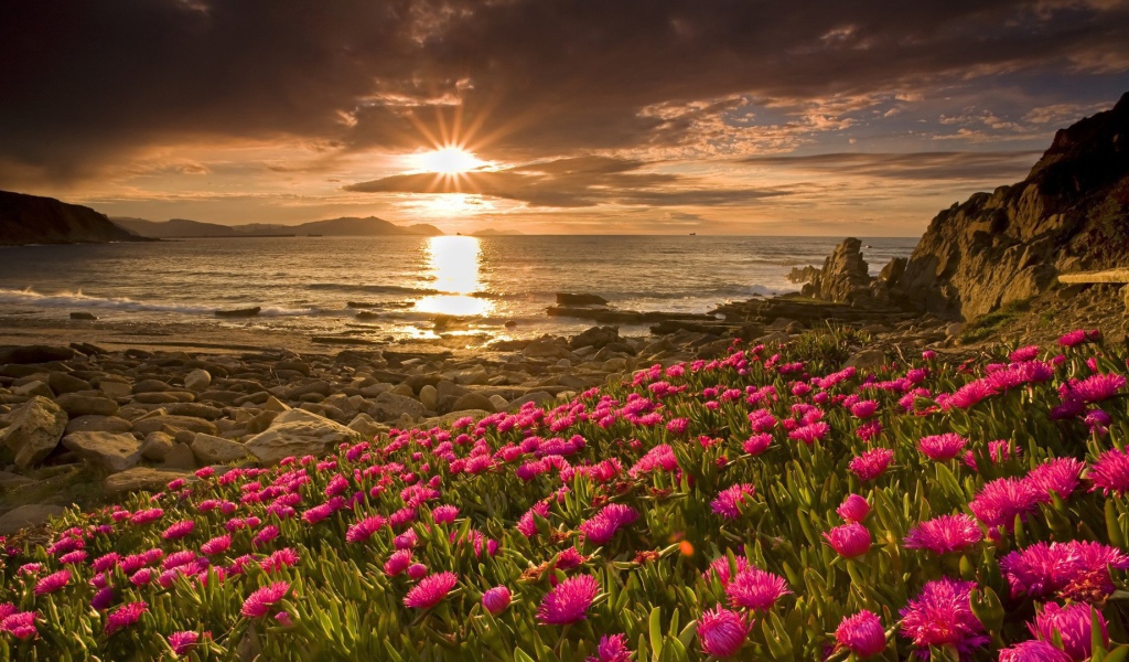 Розовые цветы у берега моря на закате