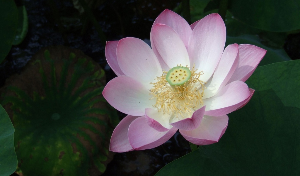 Розовая лилия на воде