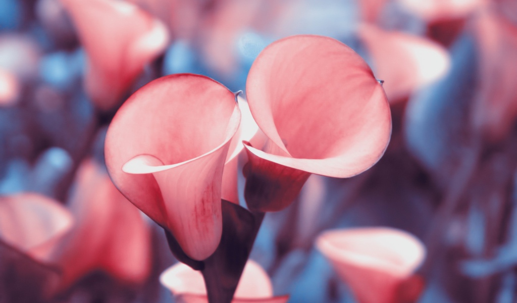 Розовые лилии с красной каймой