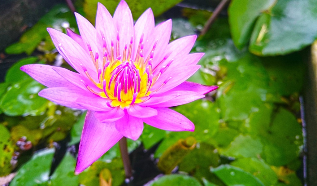 Розовый лотос на Шри-Ланке