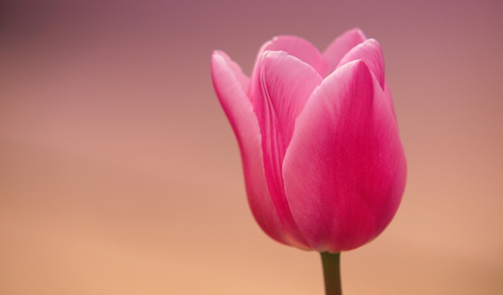 Розовый тюльпан на розовом фоне
