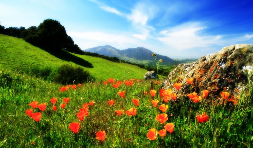 Маки у камня в горах