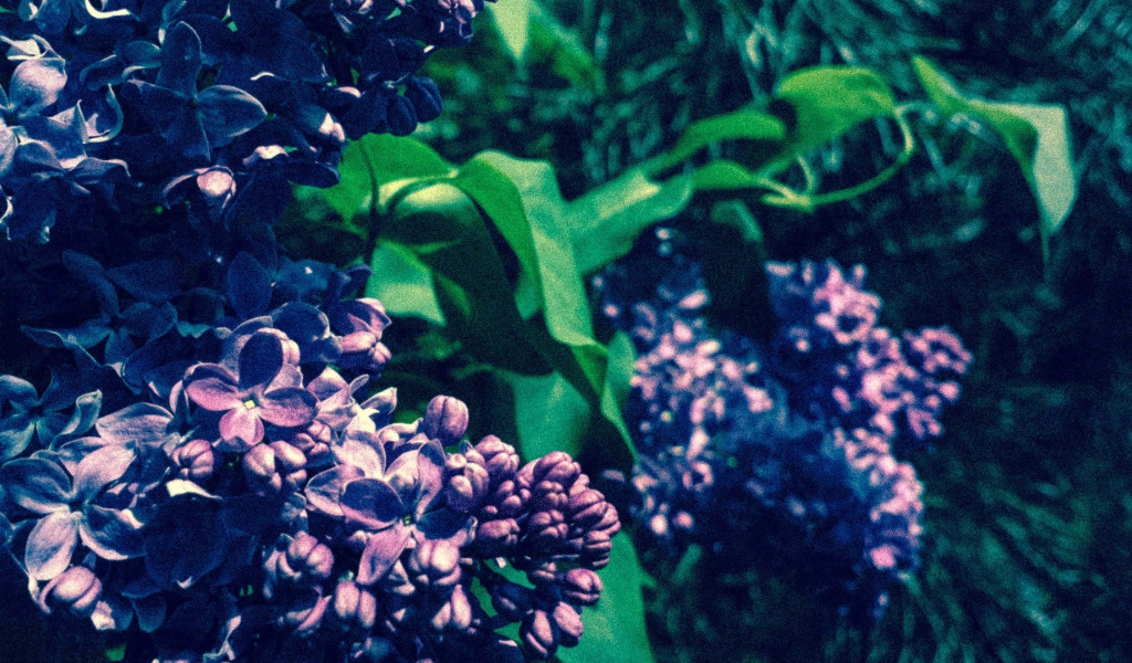 Сиреневые бутоны цветов сирени