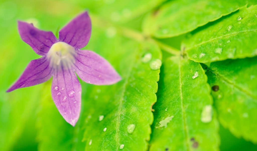 Фиолетовый цветок на мокрых листьях