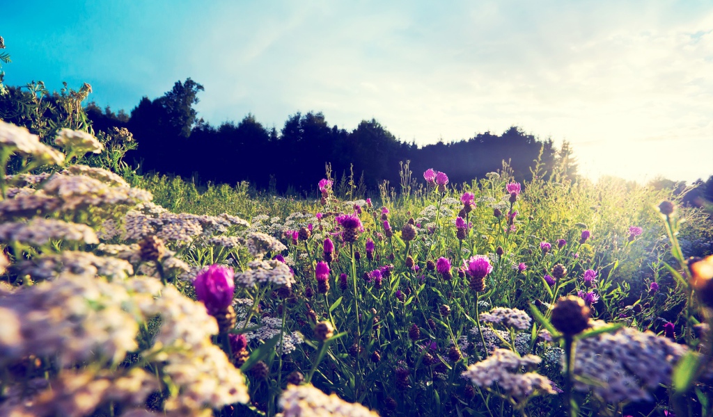 Фиолетовые цветы среди камней