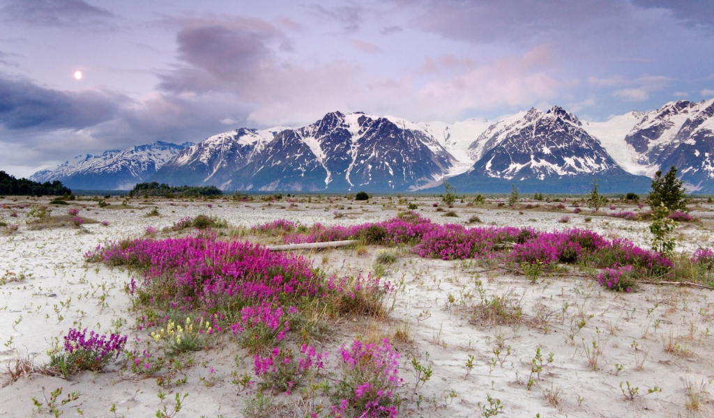 Сиреневые цветы на песке в горах