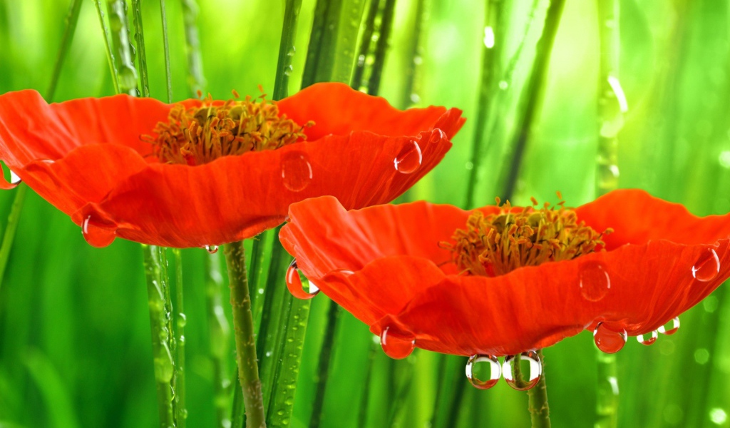 Красные маки под дождем