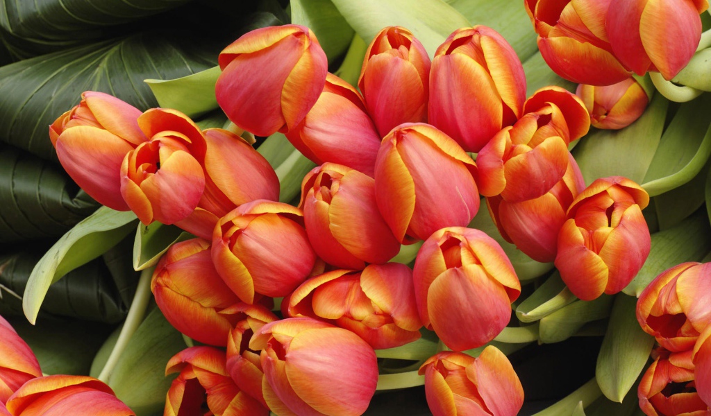 Красно желтые тюльпаны