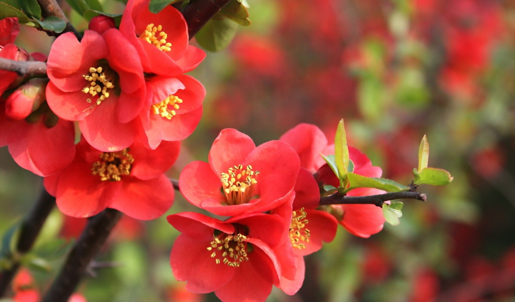 Красные цветы на дереве