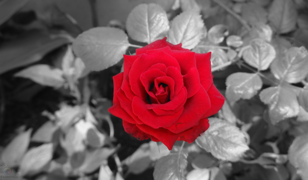 Красная роза на фоне серых листьев