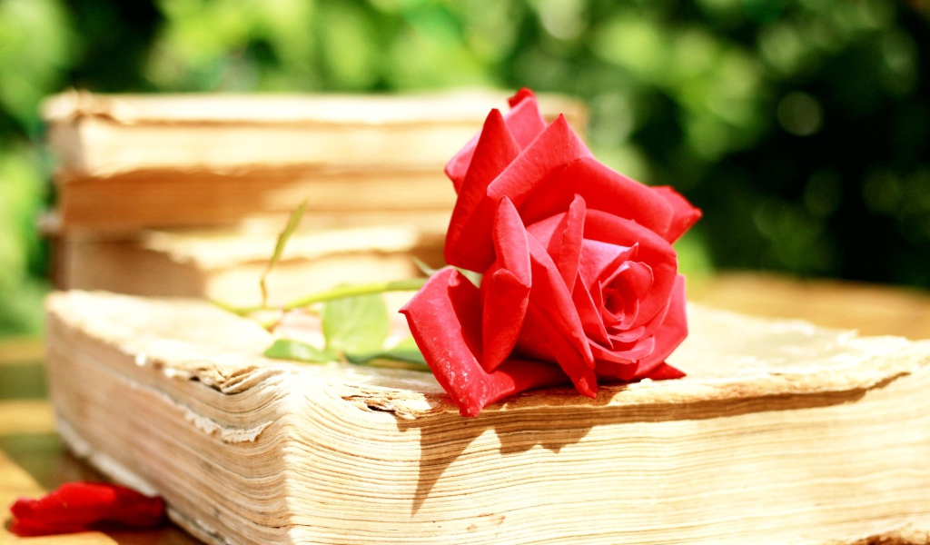 Алая роза на старой книге