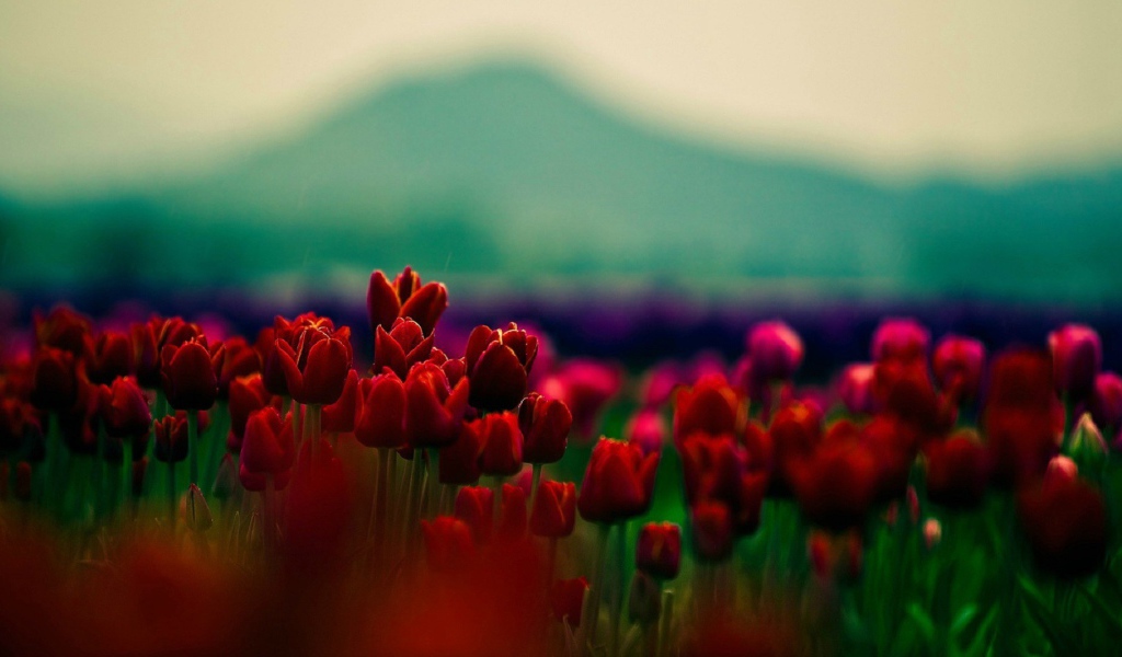 Красные тюльпаны на фоне горы