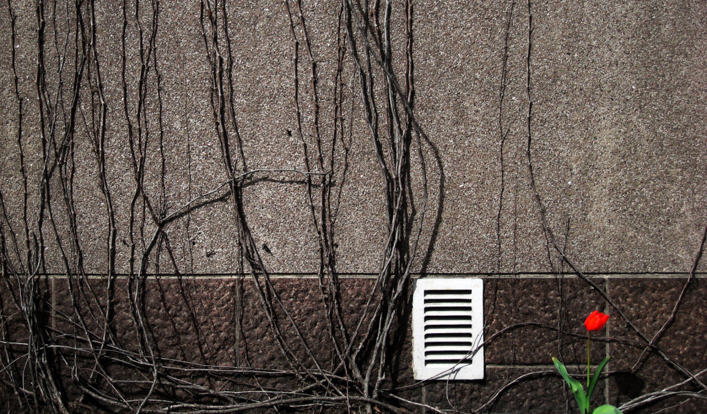 Весенний цветок тюльпан