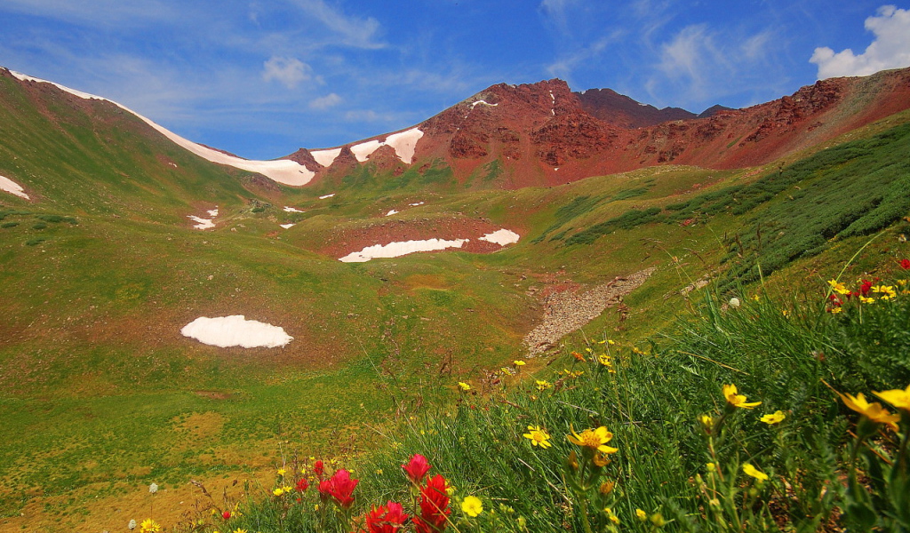 Весенние цветы в горах