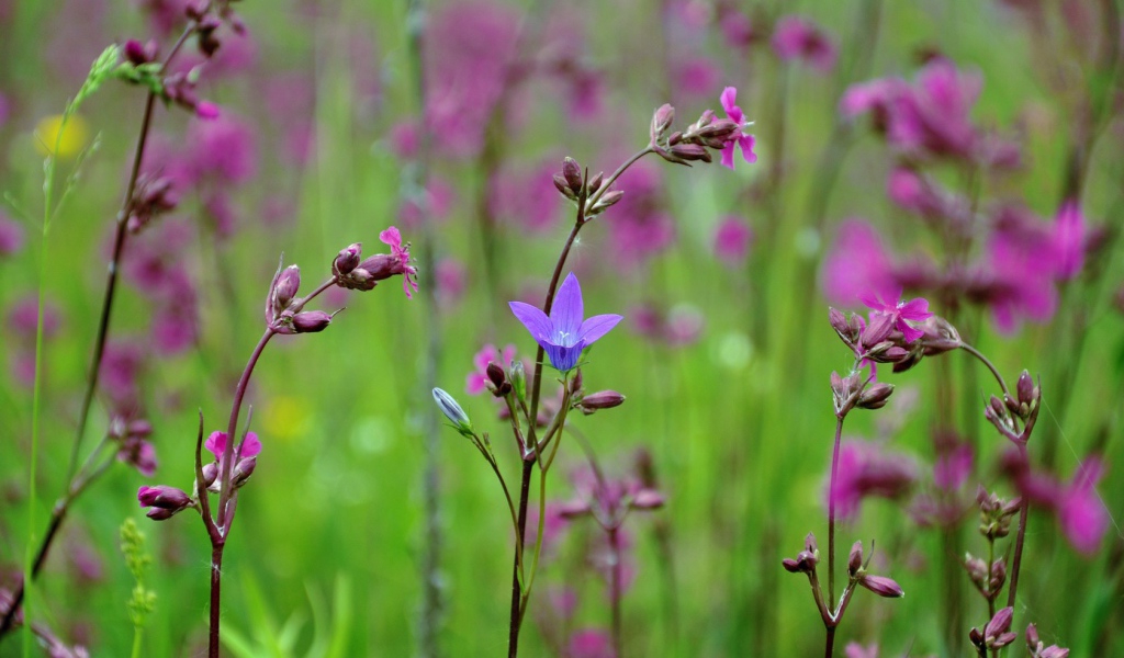 Весенние полевые цветы