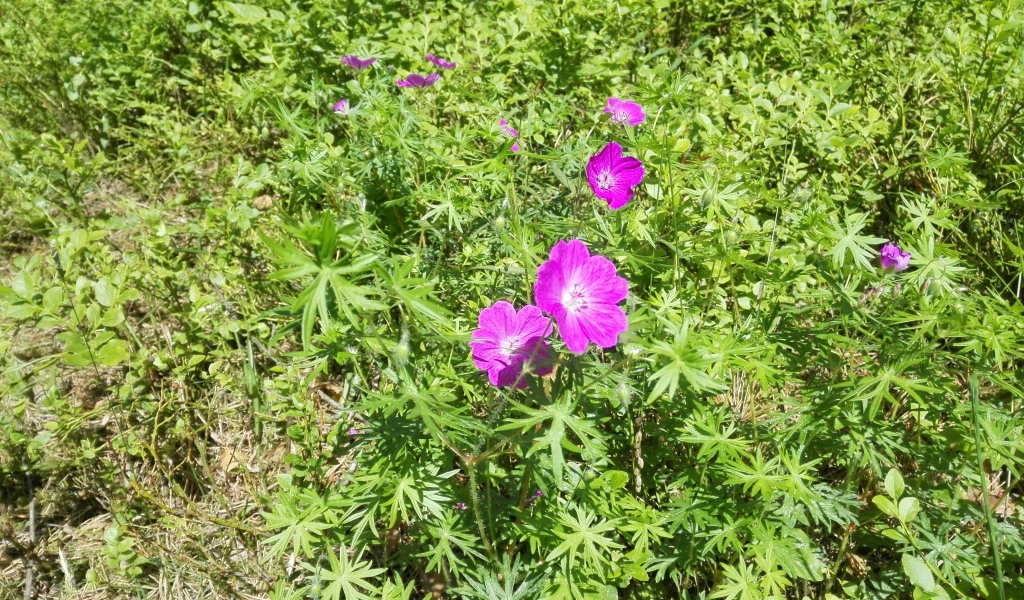 Летние цветы в зеленой траве