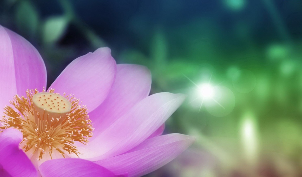 Сердцевина светло фиолетового цветка