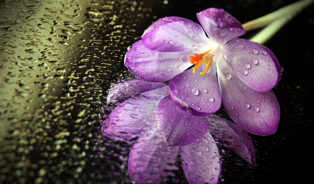 Цветок на мокром зеркале