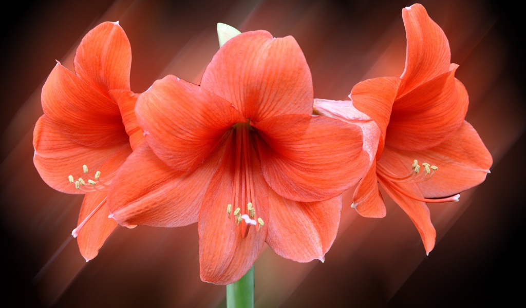 Три красных лилии