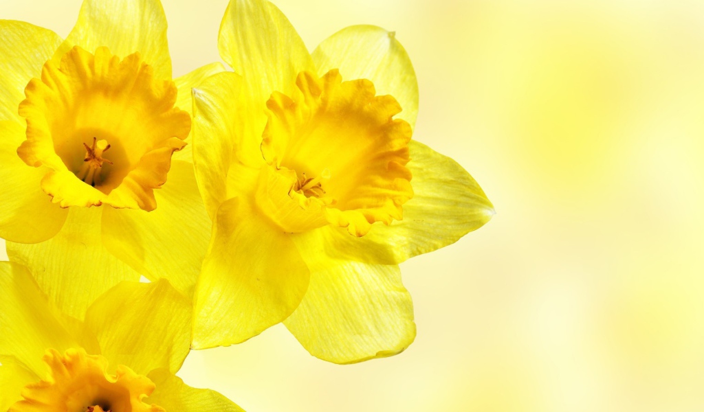 Три желтых цветка с прозрачными лепестками