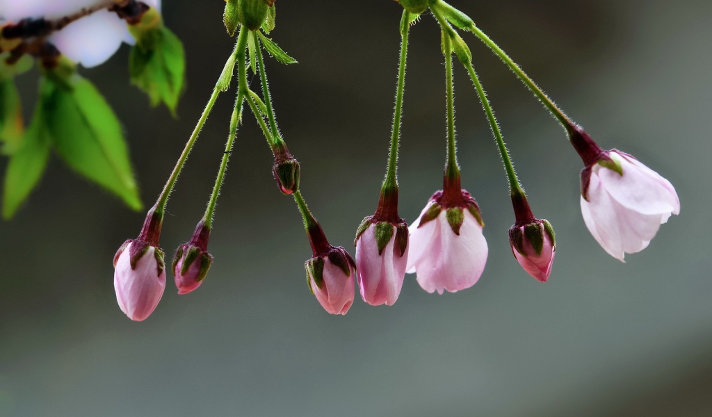 Две кисточки распускающихся цветов сакуры