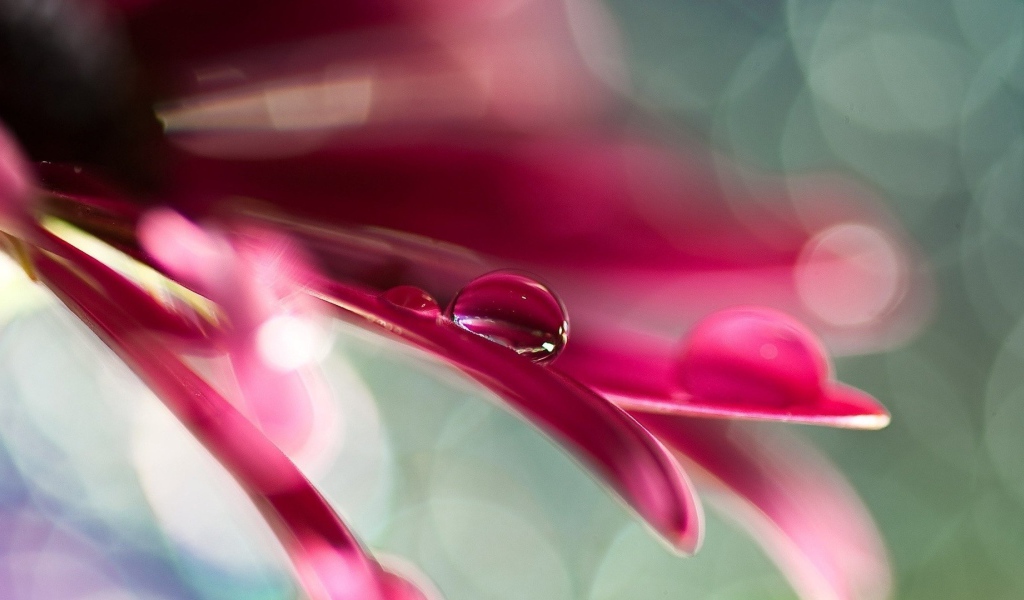 Две капли воды на розовом лепестке цветка