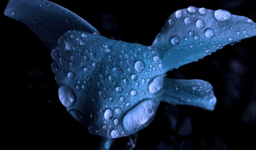 Мокрый голубой цветок
