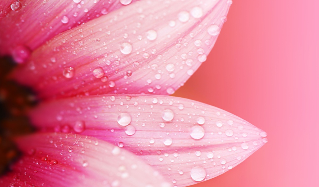 Влажные лепестки розового цветка