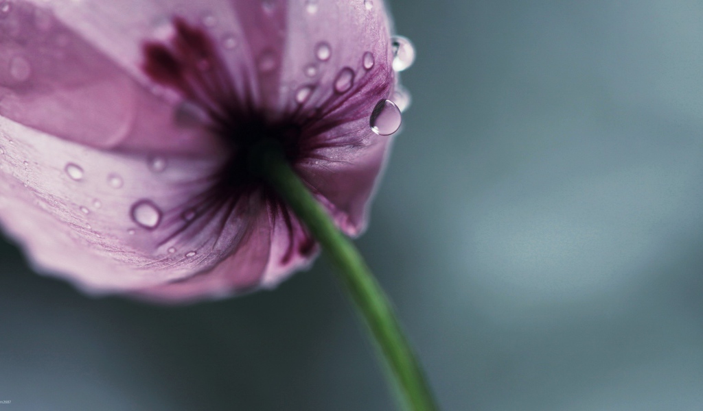 Мокрый фиолетовый тюльпан